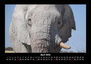Elefanten - Die sanften Riesen Afrikas Fotokalender 2026 - 4