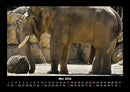 Elefanten - Die sanften Riesen Afrikas Fotokalender 2026 - 5