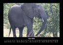 Elefanten - Die sanften Riesen Afrikas Fotokalender 2026 - 6