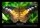 Bunte Pracht der Schmetterlinge Fotokalender 2026 - 9