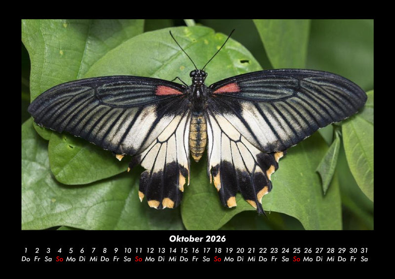 Bunte Pracht der Schmetterlinge Fotokalender 2026 - 10