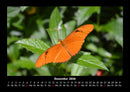 Bunte Pracht der Schmetterlinge Fotokalender 2026 - 12