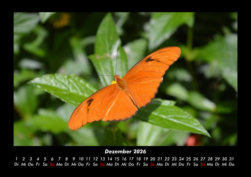 Bunte Pracht der Schmetterlinge Fotokalender 2026 - 12