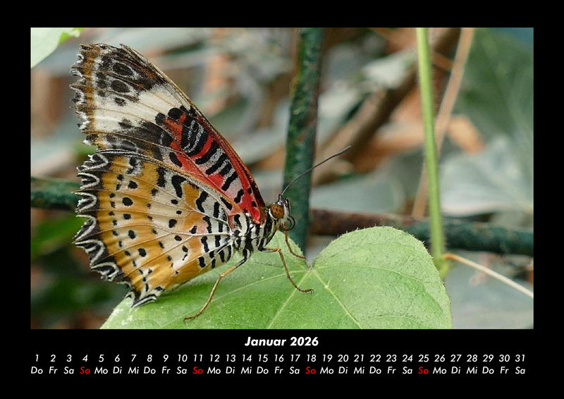 Bunte Pracht der Schmetterlinge Fotokalender 2026 - 1