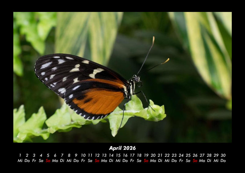 Bunte Pracht der Schmetterlinge Fotokalender 2026 - 4