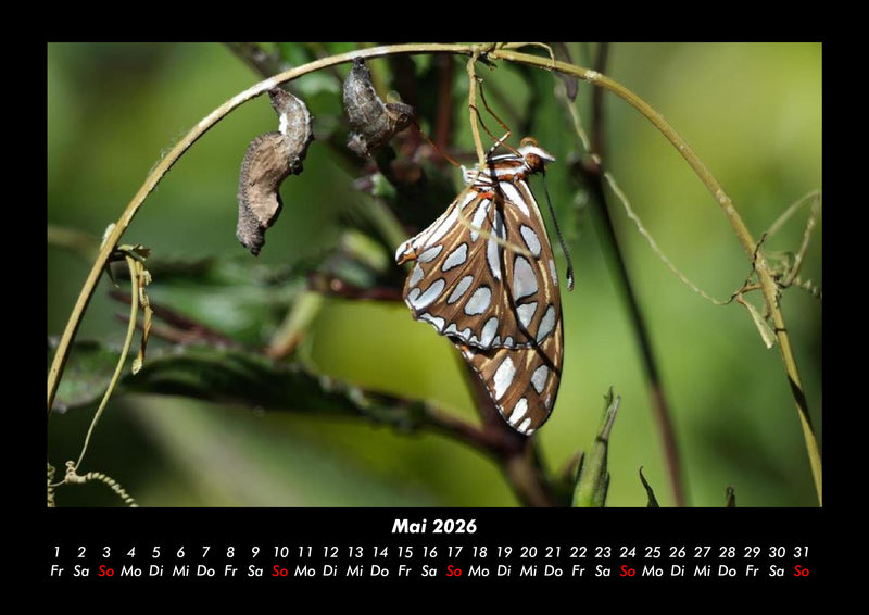 Bunte Pracht der Schmetterlinge Fotokalender 2026 - 5