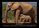 Der Elefantenkalender Fotokalender 2026 - 11