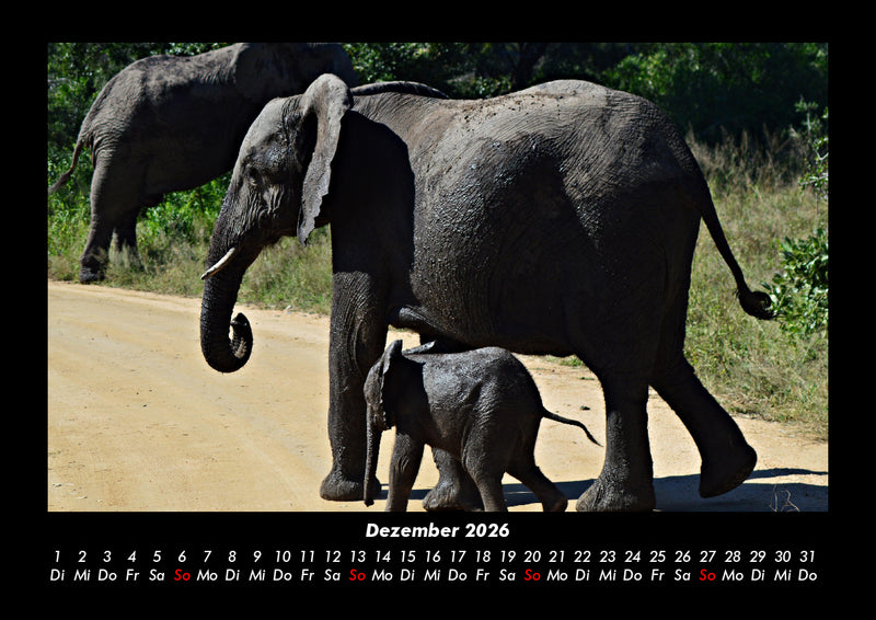 Der Elefantenkalender Fotokalender 2026 - 12