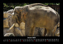 Der Elefantenkalender Fotokalender 2026 - 1