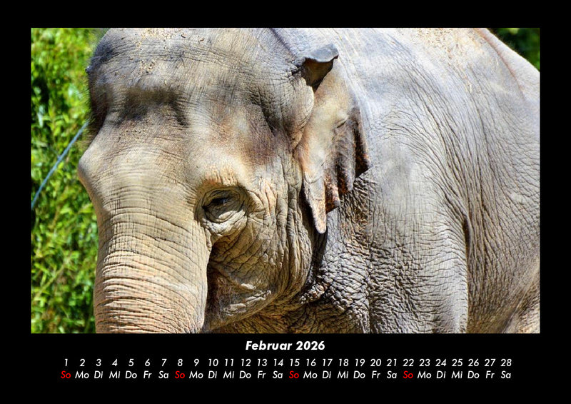 Der Elefantenkalender Fotokalender 2026 - 2