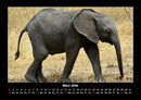 Der Elefantenkalender Fotokalender 2026 - 3