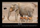 Der Elefantenkalender Fotokalender 2026 - 5