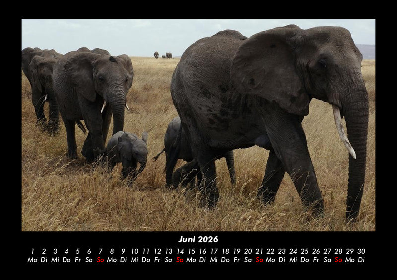 Der Elefantenkalender Fotokalender 2026 - 6