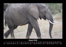 Der Elefantenkalender Fotokalender 2026 - 8