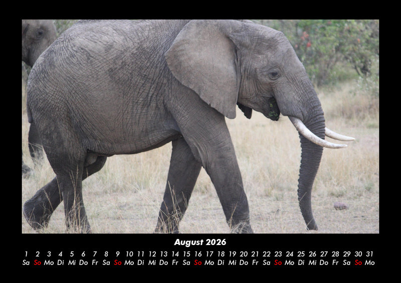 Der Elefantenkalender Fotokalender 2026 - 8