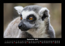 Tiere in der Wildnis Fotokalender 2026 - 9