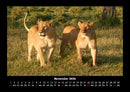 Tiere in der Wildnis Fotokalender 2026 - 11
