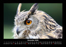 Tiere in der Wildnis Fotokalender 2026 - 12