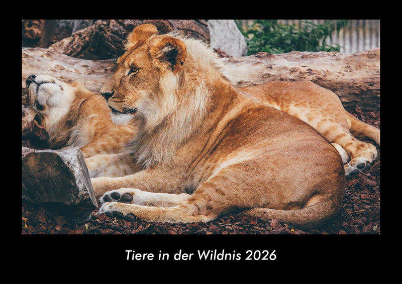 Tiere in der Wildnis Fotokalender 2026 - Hauptbild
