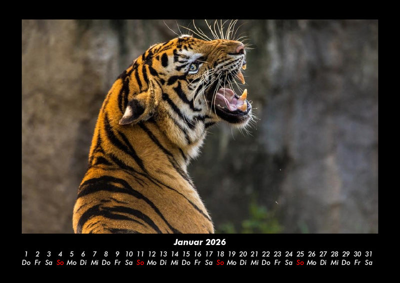 Tiere in der Wildnis Fotokalender 2026 - 1