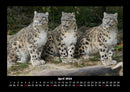Tiere in der Wildnis Fotokalender 2026 - 4