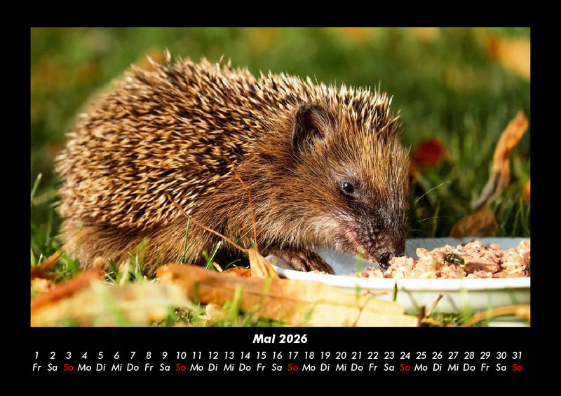Tiere in der Wildnis Fotokalender 2026 - 5