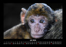 Tiere in der Wildnis Fotokalender 2026 - 7