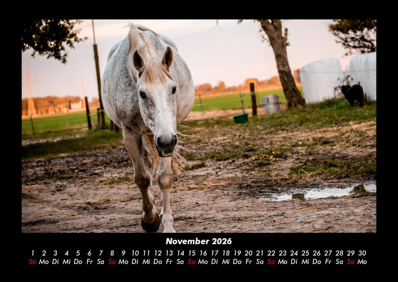 Die Welt der Pferde Fotokalender 2026 - 11