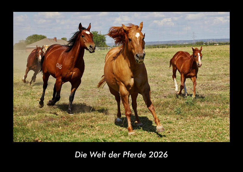 Die Welt der Pferde Fotokalender 2026 - Hauptbild
