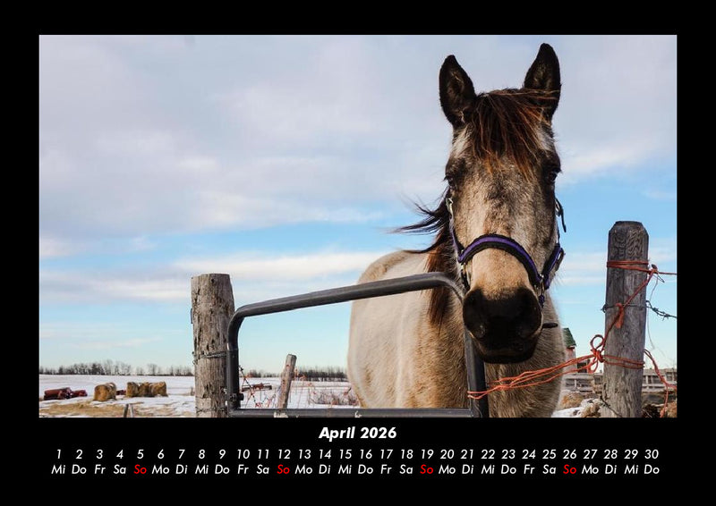 Die Welt der Pferde Fotokalender 2026 - 4