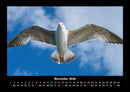 Welt der Vögel Fotokalender 2026 - 11