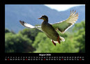 Welt der Vögel Fotokalender 2026 - 8