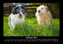 Der Hundekalender Fotokalender 2026 - 9