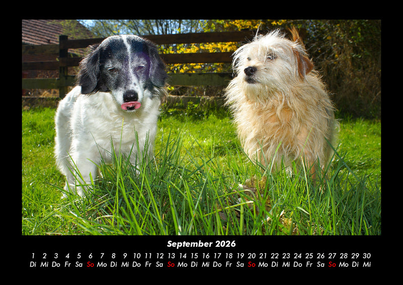Der Hundekalender Fotokalender 2026 - 9