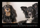Der Hundekalender Fotokalender 2026 - 3