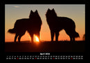 Der Hundekalender Fotokalender 2026 - 4