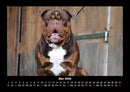 Der Hundekalender Fotokalender 2026 - 5