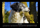 Der Hundekalender Fotokalender 2026 - 6