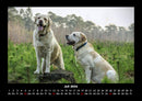 Der Hundekalender Fotokalender 2026 - 7