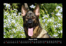 Der Hundekalender Fotokalender 2026 - 8