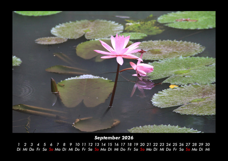 Rosen-Kalender Fotokalender 2026 - 9