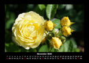 Rosen-Kalender Fotokalender 2026 - 11