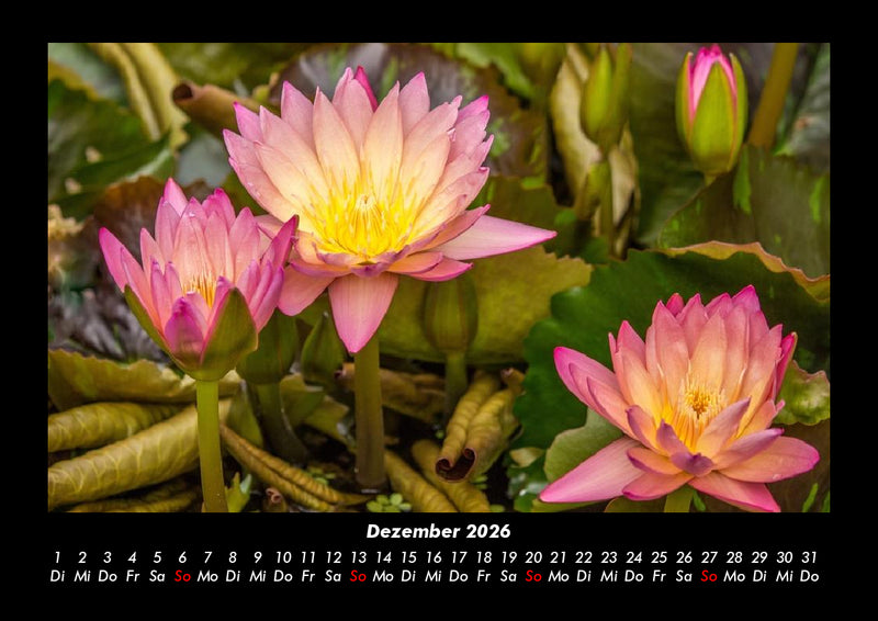 Rosen-Kalender Fotokalender 2026 - 12