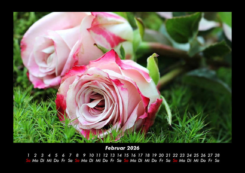 Rosen-Kalender Fotokalender 2026 - 2