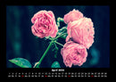 Rosen-Kalender Fotokalender 2026 - 4