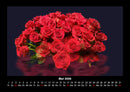 Rosen-Kalender Fotokalender 2026 - 5