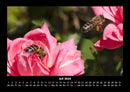 Rosen-Kalender Fotokalender 2026 - 7