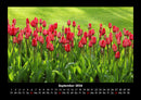 Blumenkalender Fotokalender 2026 - 9