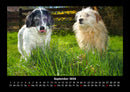 Hundezauber Fotokalender 2026 - 9