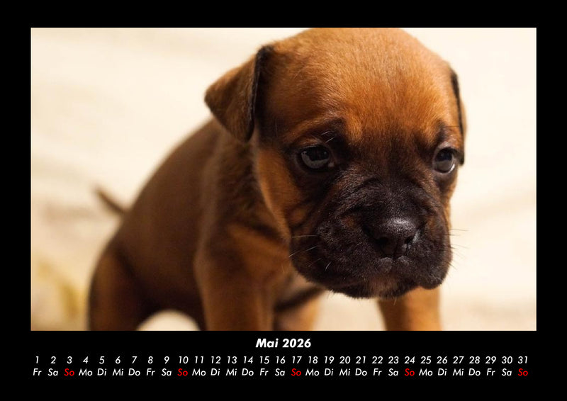 Hundezauber Fotokalender 2026 - 5